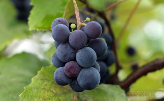 В Севастополе хотят производить вино из «древнегреческого» винограда